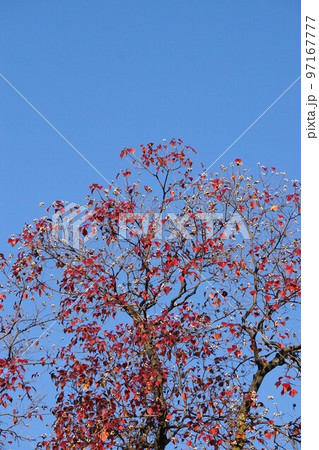 紅葉も終わりの頃・ハンキンハゼの白い種・2022年11月 紅葉も終わりの頃・ハンキンハゼの白い種・2022年11月 97167777