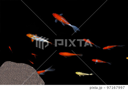 金魚は気持ち良さそうに泳ぎ回って、子ども達は大喜び 金魚は気持ち良さそうに泳ぎ回って、子ども達は大喜び 97167997