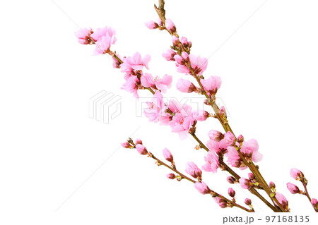 桃の花 97168135