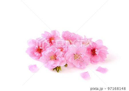 桃の花びら 97168148