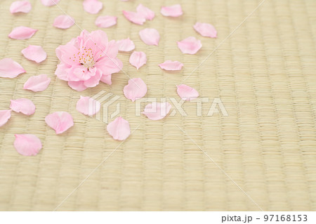 畳の上に散った桃の花びら 97168153