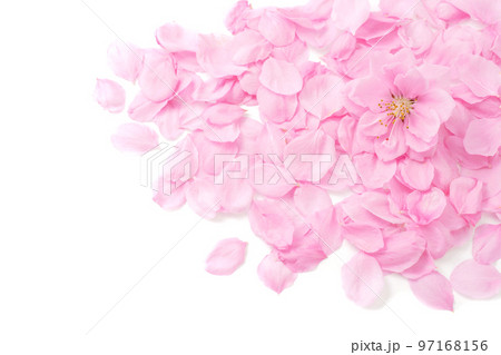 桃の花びら 97168156