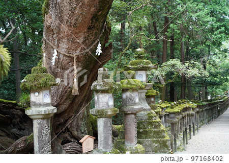 春日大社、かすがたいしゃ、Kasugataisha、Shrine、奈良、奈良県、神社、式内社、名神大 春日大社、かすがたいしゃ、Kasugataisha、Shrine、奈良、奈良県、神社、式内社、名神大 97168402