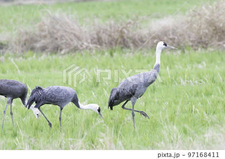 ナベヅルの家族 ナベヅルの家族 97168411