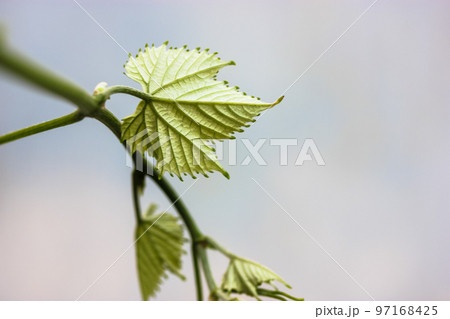 Grapevine. A fresh young green grape leaf on light background. Cultivation gardening on a farm, plantation, winery. Grape leafs wallpaper with copy space. Developing leaves on a branch macro shot. 97168425