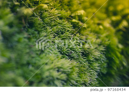 Green moss with spore capsules on red stalks growing on the edge of the forest macro shot. Background and texture of mosses with copy space. Pohlia nutans, nodding thread-moss selective focus. Ecology Green moss with spore capsules on red stalks growing on the edge of the forest macro shot. Background and texture of mosses with copy space. Pohlia nutans, nodding thread-moss selective focus. Ecology 97168434