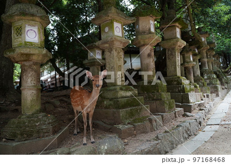 鹿、奈良の鹿、バンビ、沢山の鹿、動物、放し飼い、神の使い、奈良公園、春日大社、かすが、神社、境内、道 鹿、奈良の鹿、バンビ、沢山の鹿、動物、放し飼い、神の使い、奈良公園、春日大社、かすが、神社、境内、道 97168468