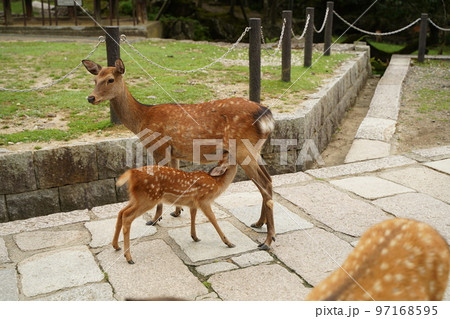 鹿、奈良の鹿、バンビ、沢山の鹿、動物、放し飼い、神の使い、奈良公園、春日大社、かすが、神社、境内、道 鹿、奈良の鹿、バンビ、沢山の鹿、動物、放し飼い、神の使い、奈良公園、春日大社、かすが、神社、境内、道 97168595