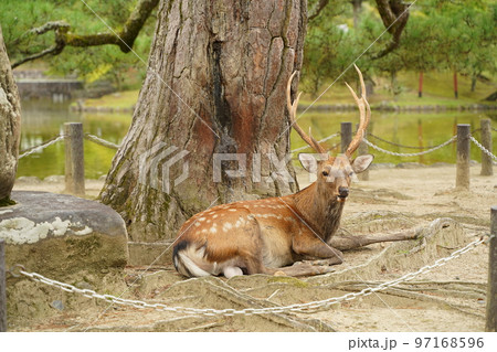 鹿、奈良の鹿、バンビ、沢山の鹿、動物、放し飼い、神の使い、奈良公園、春日大社、かすが、神社、境内、道 鹿、奈良の鹿、バンビ、沢山の鹿、動物、放し飼い、神の使い、奈良公園、春日大社、かすが、神社、境内、道 97168596