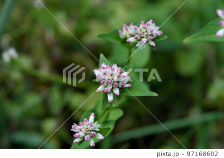 ミゾソバの花 ミゾソバの花 97168602