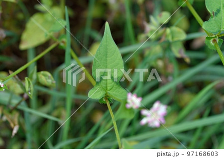 ミゾソバの花 97168603