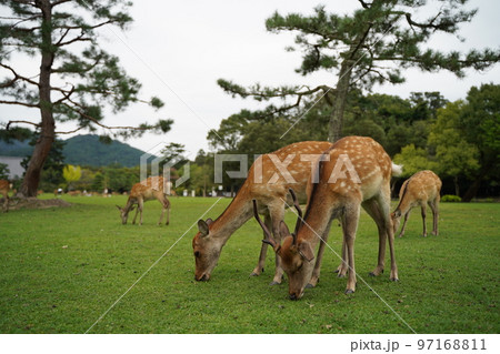 鹿、奈良の鹿、バンビ、沢山の鹿、動物、放し飼い、神の使い、奈良公園、春日大社、神社、境内、道、参道、 鹿、奈良の鹿、バンビ、沢山の鹿、動物、放し飼い、神の使い、奈良公園、春日大社、神社、境内、道、参道、 97168811