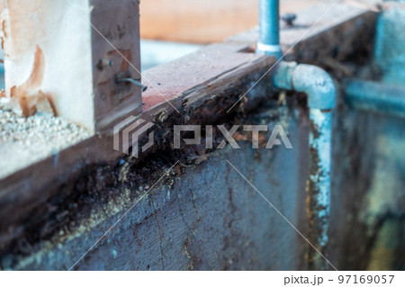 木部の腐食 シロアリ 木部の腐食 シロアリ 97169057