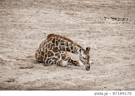 Full length of giraffe resting on dirt field at San Diego Safari Park Full length of giraffe resting on dirt field at San Diego Safari Park 97169170