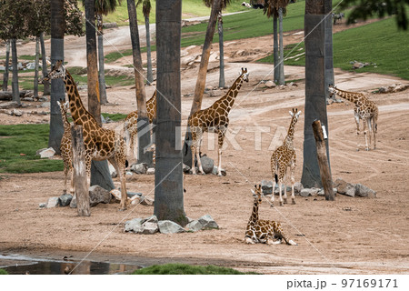 Giraffe with calves by palm trees on field at San Diego Safari Park Giraffe with calves by palm trees on field at San Diego Safari Park 97169171