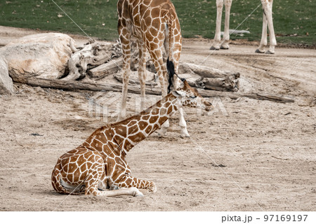 Full length of giraffe resting on dirt field at San Diego Safari Park Full length of giraffe resting on dirt field at San Diego Safari Park 97169197
