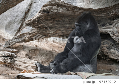 Gorilla sleeping while sitting on textile by wood and rock formation in background at San Diego Safari Park 97169212