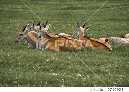 Brown antelopes resting on grassy field at San Diego Safari Park 97169214