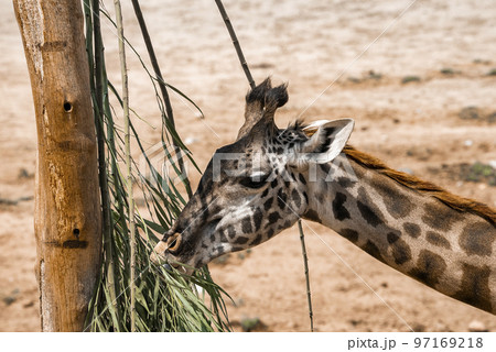 Closeup of giraffe eating leaves of tree on field at San Diego Safari Park 97169218