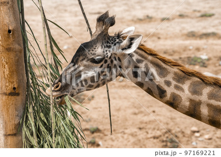 Closeup of giraffe eating leaves of tree at San Diego Safari Park 97169221