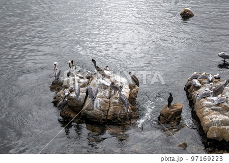 High angle view of flock of pelicans perching on rocks at coastline surrounded with sea and reflection of sunlight on water at Monterey bay 97169223