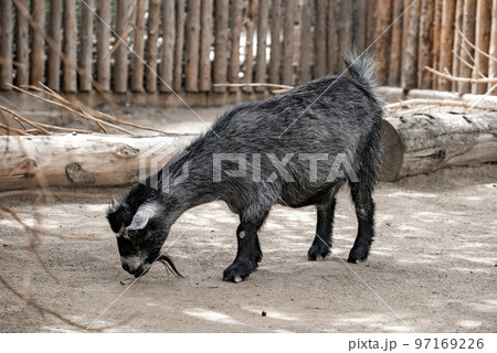 Black goat eating leaf on dirt field at San Diego Safari Park Black goat eating leaf on dirt field at San Diego Safari Park 97169226