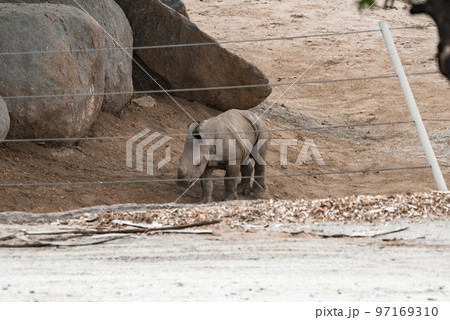 Rhinoceros calf walking by rock seen through fence at San Diego Safari Park 97169310