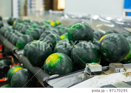 Abundance of watermelons on conveyer belt line 97170295