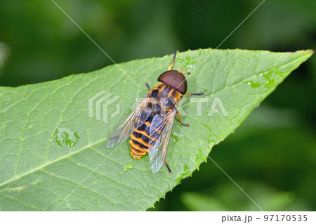 アカウシアブ（北海道・層雲峡） 97170535