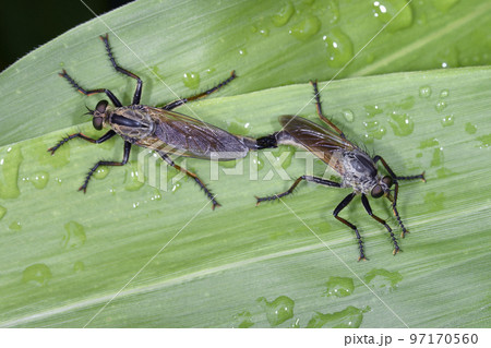 交尾するサキグロムシヒキ(北海道・鶴居村) 交尾するサキグロムシヒキ(北海道・鶴居村) 97170560