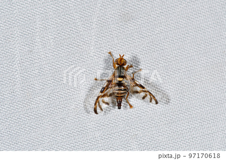 ハルササマダラミバエ（北海道・鶴居村） 97170618