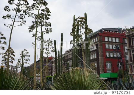 メキシコシティのソカロで楽しむ街並みと植物 97170752