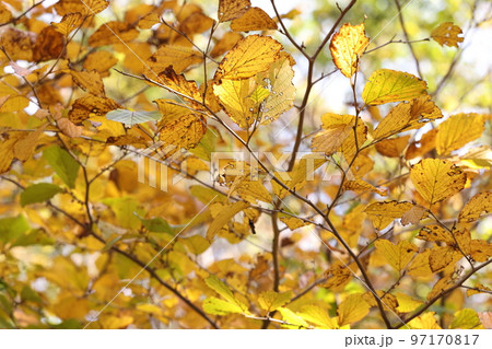 自然　植物　マンサク、十一月の柔らかな陽ざしを透かして見る控えめな黄葉 97170817