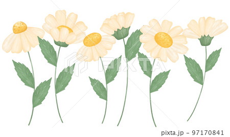 cute daisy flower watercolour illustration 97170841