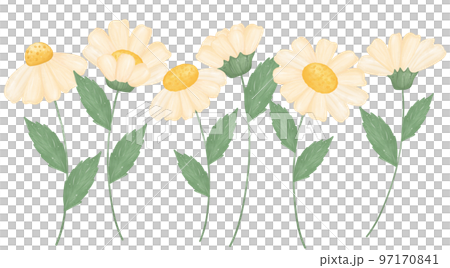 cute daisy flower watercolour illustration 97170841