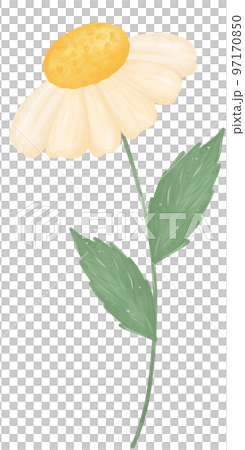 cute daisy flower watercolour illustration cute daisy flower watercolour illustration 97170850