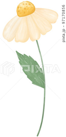 cute daisy flower watercolour illustration 97170856