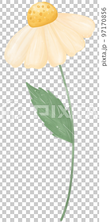 cute daisy flower watercolour illustration 97170856