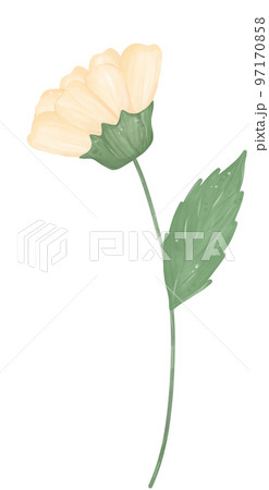 cute daisy flower watercolour illustration 97170858