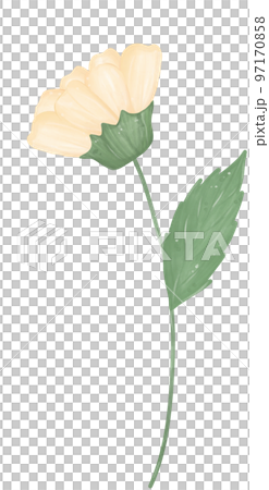 cute daisy flower watercolour illustration 97170858