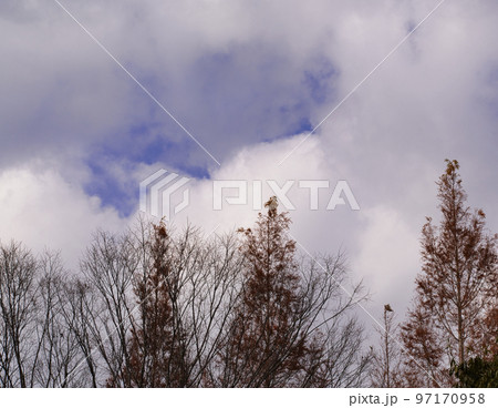 冬木、冬空に向かう晩秋の寂しさ 97170958
