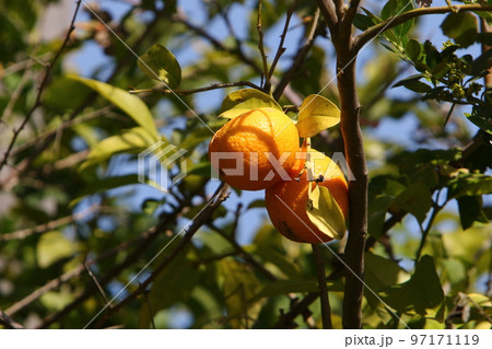 Rich harvest of citrus fruits in the city park. Rich harvest of citrus fruits in the city park. 97171119