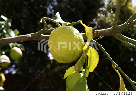 Rich harvest of citrus fruits in the city park. Rich harvest of citrus fruits in the city park. 97171123