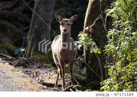 EOSR6.広島宮島、鹿、困り顔。 EOSR6.広島宮島、鹿、困り顔。 97171169