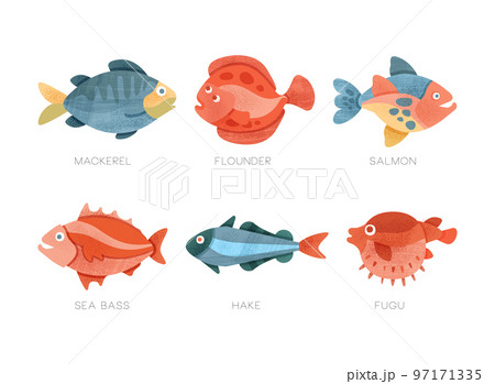 Freshwater and Saltwater Fish as Seafood Depicted in Flat Style Vector Set Freshwater and Saltwater Fish as Seafood Depicted in Flat Style Vector Set 97171335