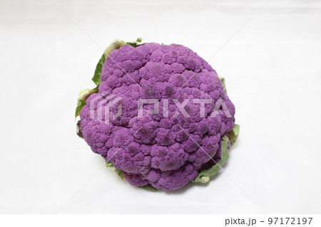 紫カリフラワー 紫カリフラワー 97172197