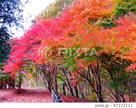 晩秋のミューズパーク 晩秋のミューズパーク 97172213