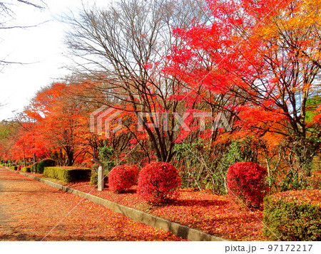 晩秋のミューズパーク 晩秋のミューズパーク 97172217