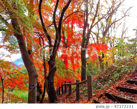 晩秋のミューズパーク 97172231