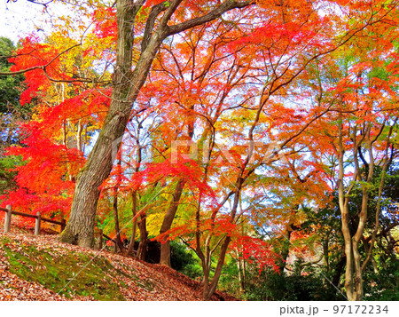 晩秋のミューズパーク 晩秋のミューズパーク 97172234